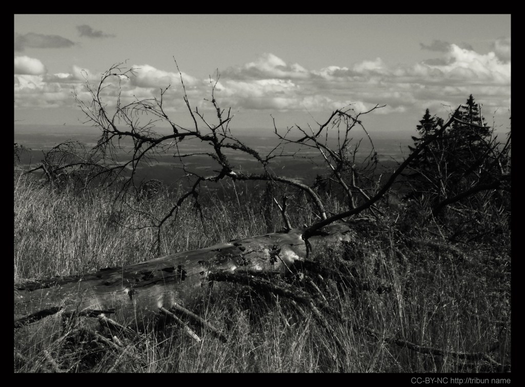 Strom jsi a v strom se obrátíš